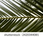 Small photo of a palm fronds paradise island fruit climate shade exotic flora leaves shrub damp wet foliage florida growth fresh desert branch natural frond fern caribbean vacation leaf tree macro closeup tropical