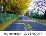 A Road With Ginkgo Leaves...