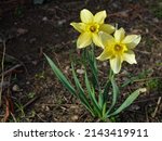 Two Yellow Daffodils Blooming...
