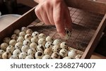 Small photo of a man's hand places a tiny spotted quail egg with selected eggs in an incubation box, home-breeding quails in a simple incubator, laying small poultry eggs on the grid of incubation equipment