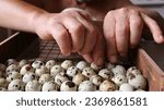 Small photo of male hands laying spotted brown quail eggs into the substrate of a home incubator, close-up, home breeding of quails from hatching eggs, laying out a poultry egg on the lattice of incubation equipment