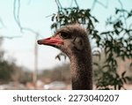 Common Ostrich Portrait  Close...