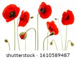 Red Poppies Isolated On White...