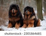Small photo of two Tibetan Mastiff in the winter forest, on the background of trees. rare breed. High quality photo