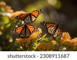 Monarch butterfly   a monarch...