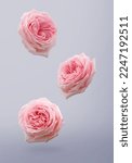 Falling pink rose isolated on...