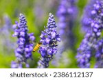 Small photo of Lavender fields bees swarming flowers Bees swarming on lavender flowers