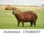 The Largest Living Rodent In...