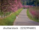 A woman wearing a red top and straw hat enjoying untouched nature around beautiful cherry blossom Sakura flowers or Prunus Cerasoides garden in winter that blooms once a year only. Natural Concept.