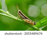 A locust perching on grass stem