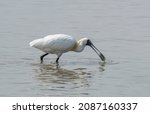 Black Faced Spoonbill And...