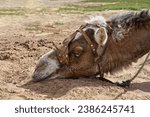 Small photo of Portrait of a resting camel (Dromedary - Camelus dromedarius), head with harness in profile lying on sandy ground