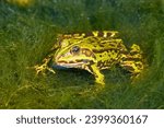 Small photo of Frog sitting in water in dense sea grass - Common water frog (Pelophylax esculentus, Rana esculenta), Germany