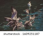 Birds Eating In The Sea 