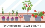 home cultivation of organic... | Shutterstock .eps vector #2125148747