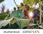 Blackberry growing on a garden bush. Through the leaves and berries of blackberries shine the rays of the sun. Summer berry grows in the garden or vegetable garden. Selective selective focus.