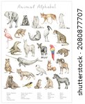Watercolor Animal Alphabet. Abc ...