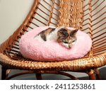 Small photo of Domestic cat is lying in the cot. Pet supplies. A striped cat. A homemade cot.