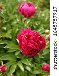 Small photo of Peonies begin to bloom, Carl Rosenfield variety