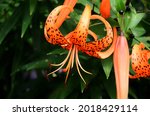 Small photo of Close up of orange lily flower. Tiger lily - Tigrinya Splendens