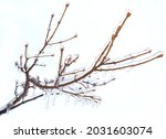 Frosted branches of a tree, covered with ice and icicles on white background