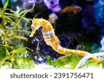 Barbour's seahorse  hippocampus ...
