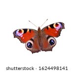 European Peacock Butterfly...