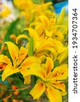 Small photo of Lilies of the Antoinette variety, yellow, close-up, vertical frame