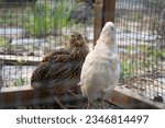 Young common quail bird in...