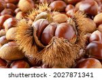 Chestnut In Its Burr On Many...