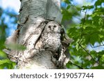 Small photo of Barred owlet trying to summon up the courage to fly out of the nest for the first time. Ottawa, Ontario, Canada