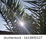 Small photo of A beautiful sun shaine in the park