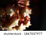 Red And White Hoya Flower In...