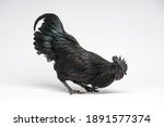 A Special All Black Hen Species ...