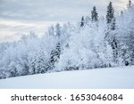 Hoar Frost Covered Forest In...