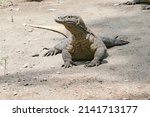 Small photo of komodo dragon merupakan hewan purba jenis reptil terbesar di dunia