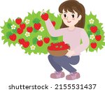 the woman doing strawberry... | Shutterstock .eps vector #2155531437