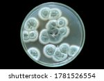 Small photo of Culture of green Penicillium spp. fungus on Sabouraud Dextrose Agar (SDA) with black background from top view