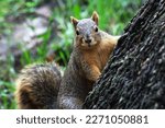 Small photo of Fox squirrel (Sciurus niger) also known as the eastern fox squirrel or Bryant's fox squirrel, is the largest species of tree squirrel native to North America