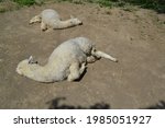 White Alpaca Playing And Laying ...