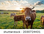 Cows herd on a grass field...