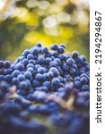 Small photo of Blue vine grapes. Grapes for making red wine in the harvesting crate. Detailed view of a grape vines in a vineyard in autumn, Hungary