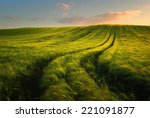 Wheat Field Landscape With Path ...