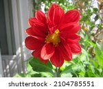 closeup bright red flower of... | Shutterstock . vector #2104785551