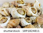Small photo of Several whelks in bulk, close-up