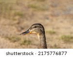 Small photo of Portrait of a female mallard duck in focus photographed with 400mm zoom