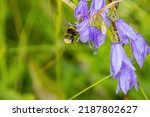 Small photo of Bumble bee pollinating flowers, photog with blurred out background