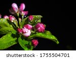 Peach Blossom Buds With Water...