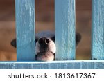 Puppy Behind Wooden Fence Bars...
