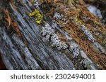 Weathered Wood Texture Of...